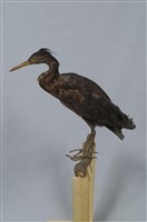 藏品(岩鷺)的圖片